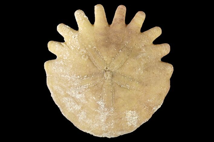 Fossil Sand Dollar (Heliophora) - Boujdour Province, Morocco #160305